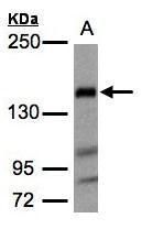 Flightless I antibody [N3C1], Internal