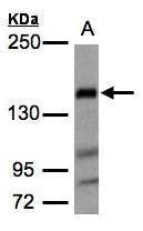 Flightless I antibody