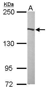 Flightless I antibody [N3C1], Internal