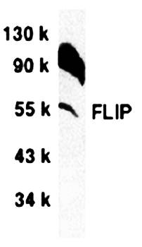 FLIP Antibody