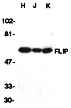 FLIP Antibody