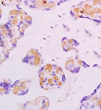Caspase 8 antibody