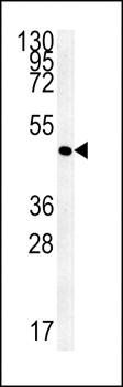 FLJ11506 antibody