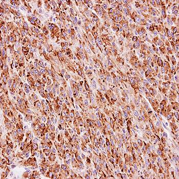 FLJ13946 antibody