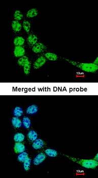 FLJ32786 antibody