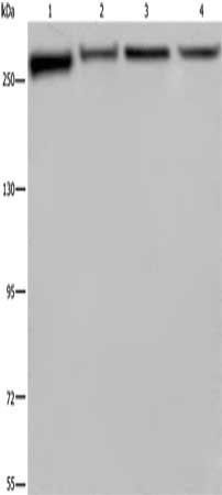 FLNA Antibody