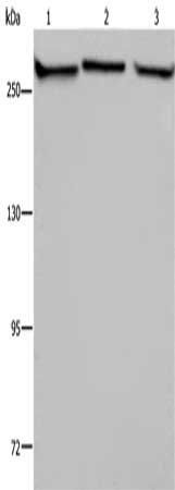 FLNA antibody