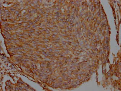 FLNA Antibody