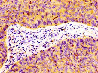 FLOT1 Antibody
