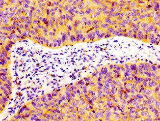 FLOT1 antibody