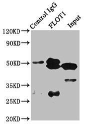 FLOT1 Antibody
