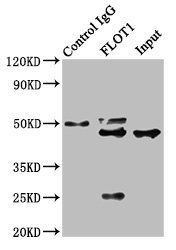 FLOT1 Antibody
