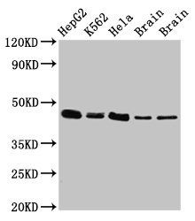 FLOT1 Antibody