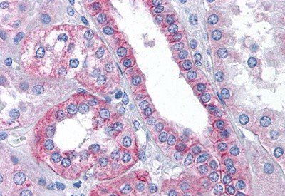 Goat anti-Flotillin 2 / FLOT2 (C Term) Antibody