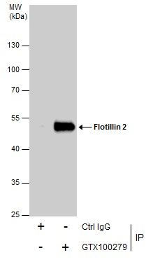 Flotillin 2 antibody [C3], C-term