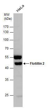 Flotillin 2 antibody