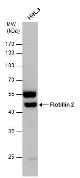 Flotillin 2 antibody [C3], C-term