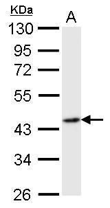 Flotillin 2 antibody [C3], C-term
