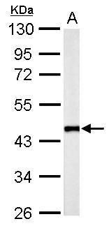 Flotillin 2 antibody [C3], C-term