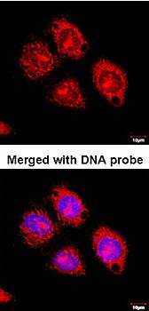 Flotillin-2 antibody