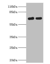 FLRT1 antibody