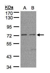 FLRT1 antibody