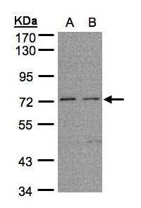 FLRT1 antibody [N1N3]