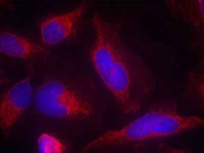 FLT3 Antibody