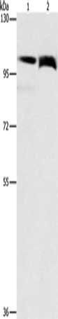 FLT3 antibody