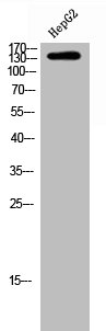 FLT3 Antibody