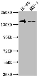 FLT3 Antibody