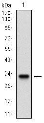 FLT3 Antibody