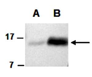 FLT3L (C) Antibody, Rabbit Polyclonal