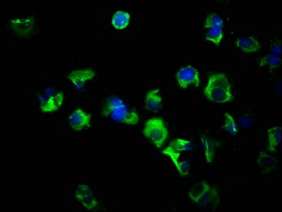 FLT3LG antibody