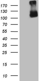 FLT4 Antibody