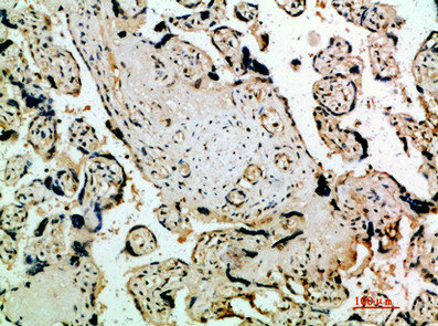 FLT4 Antibody