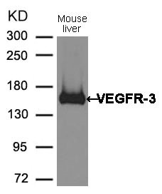 FLT4 Antibody