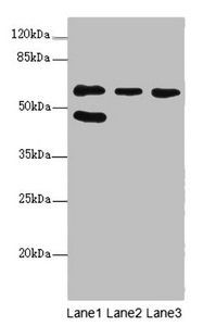 FLVCR2 Antibody
