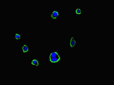 FMNL3 antibody