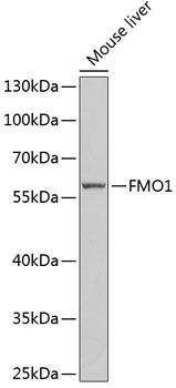 FMO1 antibody