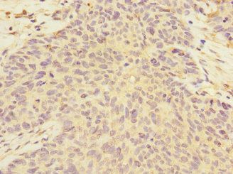 FMO2 Antibody