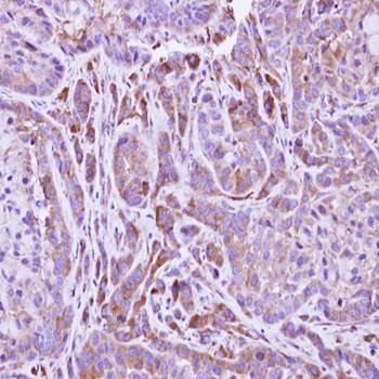 FMO2 antibody