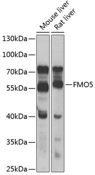 FMO5 antibody