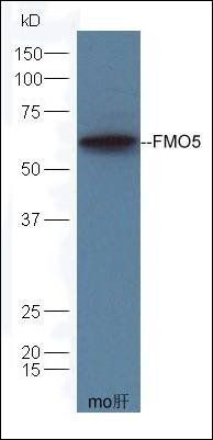 FMO5 antibody