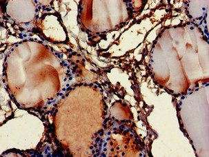 FMOD antibody