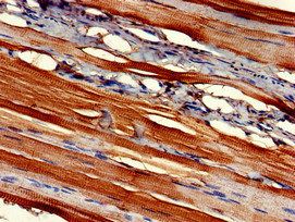 FMOD Antibody