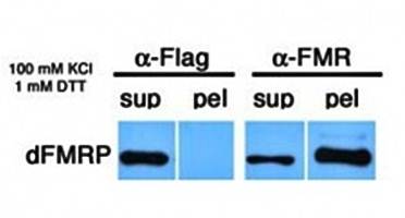Drosophila FMR1 Monoclonal Antibody