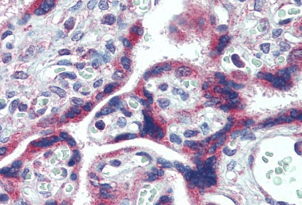Goat anti-FMR1 Antibody