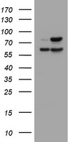 FMR1 Antibody