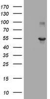 FMR1 Antibody